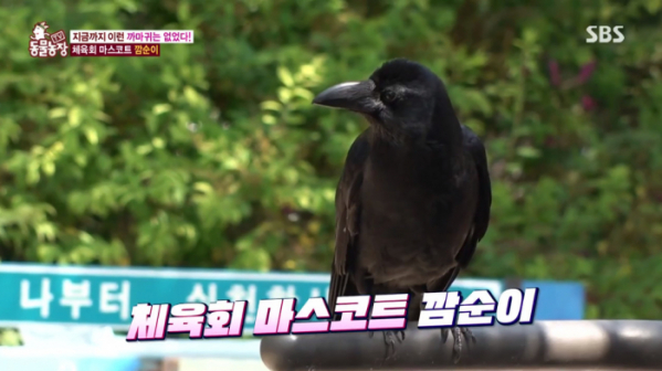 ▲'동물농장' 까마귀 깜순이(사진제공=SBS)