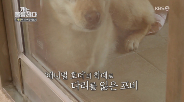 ▲애니멀호더(사진=KBS2 '개는 훌륭하다' 방송화면 캡처)
