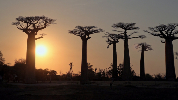 ▲'걸어서 세계속으로' 마다가스카르의 바오바브나무(사진제공=KBS 1TV)