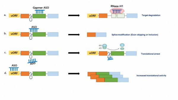 ▲ASO의 메커니즘. a) ASO-mRNA heteroduplex는 RNase H1 효소를 불러와 표적 mRNA를 절단한다. b) ASO가 pre-mRNA의 splice 부위나 intron-exon signals에 상호작용하면, 표적 exon이 포함되거나 건너뛸 수 있다. c) 비번역 영역에 대한 높은 친화력을 갖는 ASO는 RNA 결합 단백질의 조립과 상호작용을 방지할 수 있다. d) uORF(upstream open reading frame)에 결합하는 ASO는 downstream ORF에서 번역되는 단백질의 양을 증가시킬 수 있다.