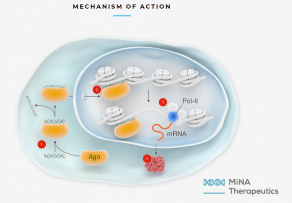 ▲saRNA에 의한 RNA activation 매커니즘 (출처 : MiNA Therapeutics 홈페이지 캡쳐)