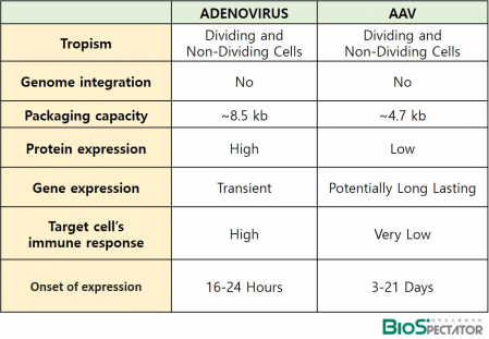 ▲아데노바이러스와 아데노연관바이러스 특징 비교(바이오스펙테이터 제작)