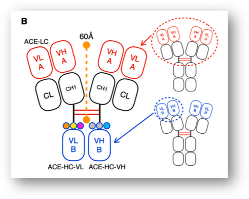 ▲ALiCE 플랫폼 디자인을 보여주는 논문 그림(doi: 10.1016/j.biomaterials.2021.120760)