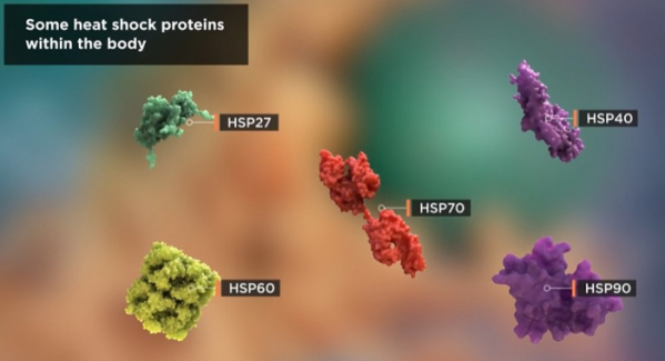 ▲HSP(Heat Shock Protein)