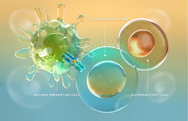 ▲아바타의 Treg 세포 치료제 작용기전 설명 자료(아바타 테라퓨틱스 홈페이지)