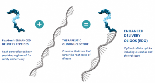 ▲EDO(enhanced delivery oligonucleotide) 플랫폼 설명(펩젠 홈페이지)