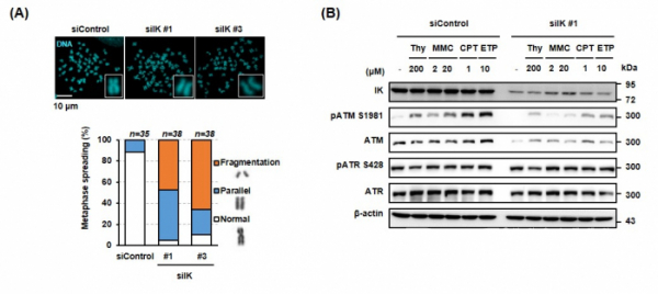 ▲그림2. (A) siRNA에 의해 감소된 IK 발현이 비정상적인 염색체 형성을 유도함, (B) siRNA로  IK 발현을 감소시킨 세포에 다양한 유전적 독성 스트레스 약물 처리 후, western blot으로 확인한 ATM, ATR 단백질 발현 결과. * Thymidine (Thy), Mitomycin C (MMC), Camptothecin (CPT), Etoposide (ETP)