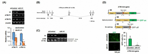 ▲그림3. (A) IK 유전자 감소 시 ATM mRNA 발현이 감소함, (B) ATM pre-mRNA의 엑손, 인트론 길이 모식도, (C) RT-PCR을 통해 IK 고갈에 의해 ATM pre-mRNA 인트론 1번이 splicing되지 않음을 확인, (D) IK 고갈에 의해 ATM의 1번 intron retention이 일어나 GFP 발현이 낮아져 있음을 ATM-mini gene assay를 이용하여 확인