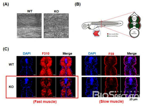 ▲그림6. (A) 공초점 현미경으로 관찰한 ik KO 배아의 골격근 비교, (B) 제브라피쉬의 횡단면 근육 분포도 (출처: Lin, Y. (2012)), (C) ik KO배아의 골격근 내 속근(Fast muscle)과 지근(Slow muscle) 염색 결과
