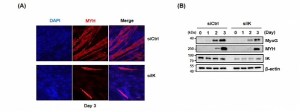 ▲그림7. (A) 근모세포 C2C12의 근관 분화 유도 후 3일 째 IK가 고갈된 C2C12 세포 (siIK) 의 공초점 현미경 이미지, (B) 근모세포 분화 진행에 따른 근육분화마커 MyoG, MYH 단백질 발현 변화 비교