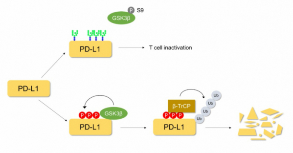 ▲그림 2. EGF mediated PD-L1 stabilization contributing to T cell immune escape