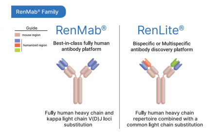 ▲RenMab Family(바이오사이토젠)