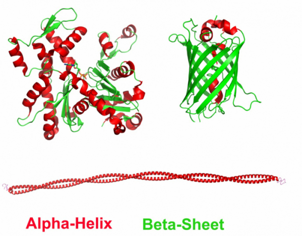▲[그림 2] 알파 나선(적색)을 포함하고 있는 단백질. 단백질에 따라서 알파 나선이 많은 단백질(좌상: 액틴 actin)도 있고, 알파 나선을 별로 가지지 않은 단백질 (우상: GFP)도 존재한다. 어떤 단백질은 알파 나선만으로만 되어 있는 것도 있다 (하단: 트로포마이오신 Tropomyosin)