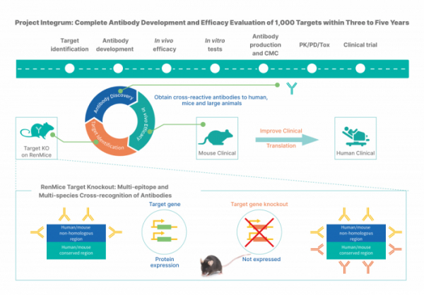 ▲Project Integrum(RenMice™ HiTS 플랫폼) 기반 신약발굴 프로세스(바이오사이토젠)