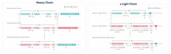 ▲RenMice™의 Heavy chain, Light chain 유전자 구조(바이오사이토젠)