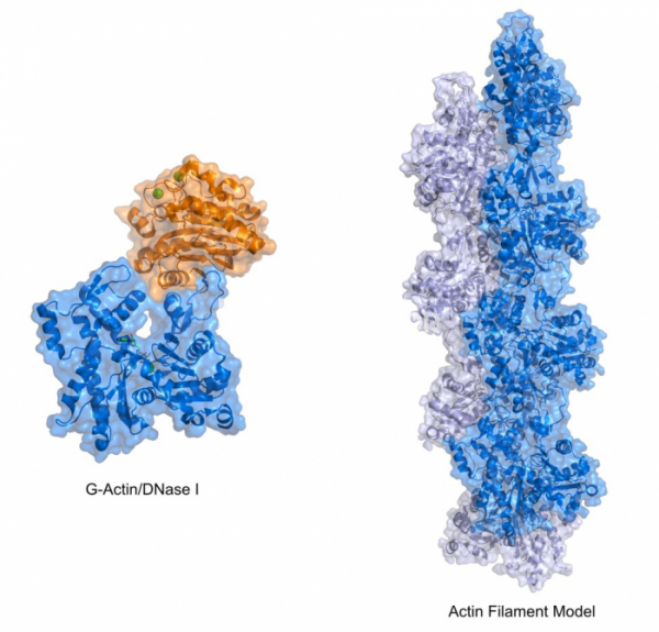 ▲그림 3. 액틴 필라멘트의 단위체인 G-액틴(좌) 와 이를 기반으로 구축된 액틴 필라멘트 모델(우). 우리 몸에서 근육 수축, 세포 이동 등 수많은 일에 관여하는 세포골격(Cytoskeleton)의 중심 구성물인 액틴의 구조는 1990년에 이르러서 규명되었다. G-액틴의 구조는 필라멘트로의 중합을 억제하기 위하여 DNA 가수분해효소 I(DNase I, 왼쪽 그림의 주황색으로 표시된 부분)와의 복합체로 결정화되었고, 결정화가 불가능한 액틴 필라멘트는 섬유회절법(Fiber Diffraction)이라는 엑스선 회절 기법을 통하여 얻어진 필라멘트의 정보에 기반하여 G-액틴의 구조로부터 모델링되었다. 