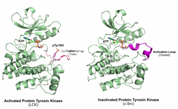 ▲그림 2. 활성화된 단백질 타이로신 인산화효소(Lck)와 비활성화된 단백질 인산화 효소(c-Src)의 비교. 394번 타이로신이 인산화된 LCK의 활성화 루프(Activation Loop)는 바깥쪽으로 돌출되어 있어 인산화될 단백질의 결합을 용이하게 한다. 그러나 비활성화된 상태에서 활성화 루프는 알파 나선을 형성하여 기질의 결합을 막게 된다. 상당수의 단백질 인산화효소는 이렇게 인산화에 의해서 활성화 또는 비활성화되어 그 기능이 엄격히 조절된다. 