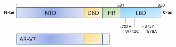 ▲그림 2. 안드로겐 수용체 주요 변이. NTD: N-terminal transactivation domain, DBD: DNA-binding domain, HR: hinge region, LBD: ligand-binding domain, AR-V7: 안드로겐 수용체-V7.(참조: Emerging mechanisms of resistance to androgen receptor inhibitors in prostate cancer. Nat Rev Cancer (2015) [12])