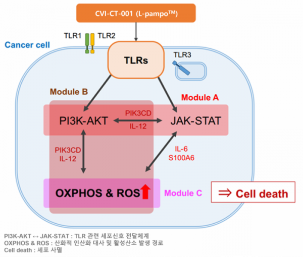 ▲CVI-CT-001(L-pampo™)의 암세포사멸 관련 경로 도식(차백신 제공)