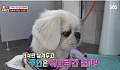 '더는 못 키워…' 반려견은 어디로 갈까