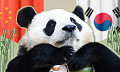 판다 추가 대여…푸바오가 돌아올 순 없나요? [해시태그]