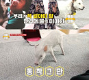 '류수영의 동물티비', 파양률 0% 유기견 재활센터 비밀 공개 '감동'