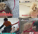 푸들 메리의 분노조절 장애…강형욱 “지금까지 고민견들과 다르다”(개는 훌륭하다)