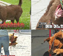 페터데일테리어 보리ㆍ로트와일러X말리누아 믹스견 사랑이, 과연 훈련 가능할까?(개는 훌륭하다)