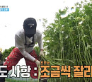안동포 주 재료 대마 줄기…'1박 2일' 역대급 중노동 인력 사무소 투입