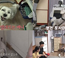 강형욱, 유기견 몰티즈 베니 무차별 입질 행동 교정 나선다