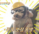 태안 반려견 동반 카트 레이싱 체험 '대만족'(펫키지)