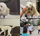 스탠더드 푸들 반월이, ‘딱딱’ 소리 내며 입질 이유는?(개는 훌륭하다)