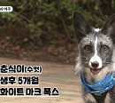 '강철부대' 특전사 박도현, '미운 우리 새끼' 깜짝 출연…여우 분양 고민 '짠희' 집 초대