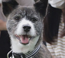 'TV동물농장' 초고도 비만 고양이 체리ㆍ차돌이의 새로운 가족
