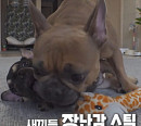 'TV동물농장' 이찬종 소장 프렌치 불독 헵번이 솔루션 돌입