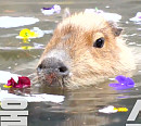 카피바라ㆍ불곰ㆍ물범ㆍ호랑이 등 동물들의 겨울나기(TV동물농장)