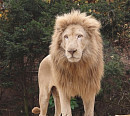 에버랜드 사파리 사자의 왕 다옴이 VS 백사자 랑크ㆍ제주도 낙타 '자리돔'(TV 동물농장)