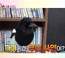 'TV동물농장' 미용실 까치 까미ㆍ철거촌 유기견들