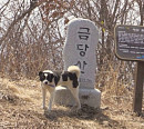 '순간포착 세상에 이런 일이', 금당산 유명인사 안내견 똘똘이
