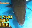 고대어 재테크, 1억 년 전 물고기로 월 수익 1억? '식스센스3' 진짜? 가짜?