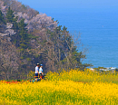 변산반도 내변산 관음봉ㆍ내소사ㆍ직소폭포, 봄이 그려낸 동화 같은 풍경(영상앨범 산)