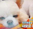 청주 동물병원의 24시ㆍ노부부와 반려견 까미(심장이 뛴다 38.5)