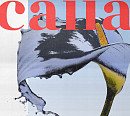 밴드 웨이브투어스, 8일 새 싱글 ‘calla’ 발매