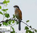 서울시 야생동물센터 하민종 수의사 등 야생동물 위한 의료진의 고군분투(심장이 뛴다 38.5)