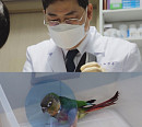 노경수 조류 전문 수의사ㆍ가덕도 할머니와 고양이의 육아일기(TV동물농장)
