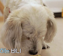 청주동물원 김정호 수의사ㆍ치과담당 조희진 수의사의 특별한 동물 사랑(심장이 뛴다 38.5)