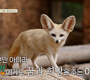 '백패커' 과천 서울대공원 동물원 방문…코끼리→사육사 위한 여름나기 한 상 도전