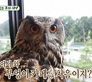 '미운 우리 새끼' 일본 부엉이 카페 방문…이상민ㆍ탁재훈ㆍ김희철 시선집중