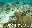 이규형ㆍ수호, '딱한번간다면’ 촬영지 호주 브리즈번 레이디 엘리엇 섬서 혹등고래&거북이 발견 "경이로운 순간"