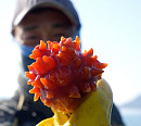 거제 멍게ㆍ소백산 명이나물&눈개승마ㆍ보령 주꾸미, 산과 바다서 찾은 봄의 맛(극한직업)